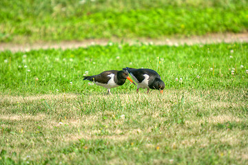 Image showing Haematopus ostralegus