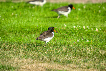 Image showing Haematopus ostralegus