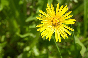 Image showing Flower