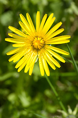 Image showing Yellow flower