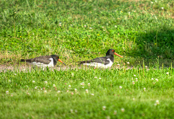 Image showing Haematopus ostralegus