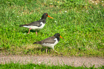 Image showing Haematopus ostralegus