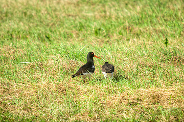 Image showing Haematopus ostralegus