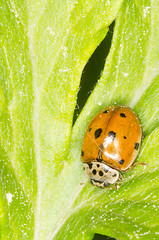 Image showing Ladybug