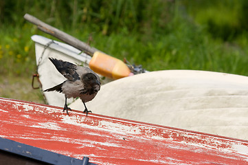 Image showing Crow