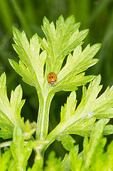 Image showing Ladybug