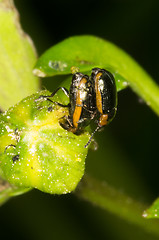 Image showing Mating