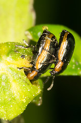 Image showing Mating