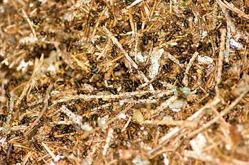 Image showing Ant nest