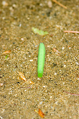 Image showing Caterpillar