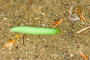 Image showing Caterpillar