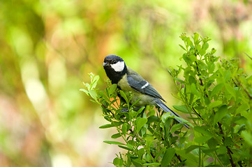 Image showing Tit