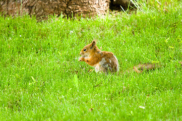 Image showing Squirrel