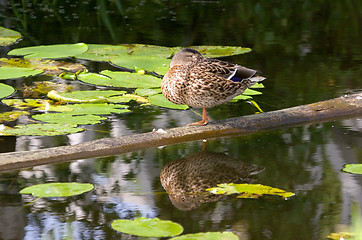 Image showing Duck