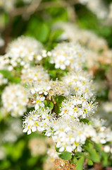 Image showing Flowers