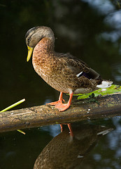 Image showing Duck