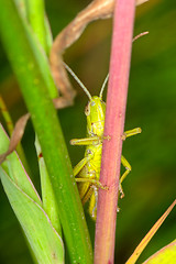 Image showing Grasshopper