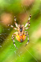 Image showing Spider