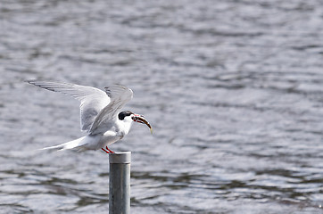 Image showing Tern