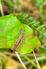 Image showing Grasshopper