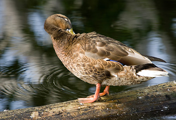 Image showing Duck