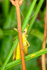 Image showing Grasshopper