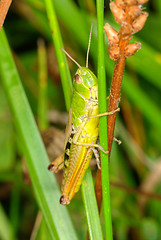 Image showing Grasshopper