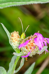 Image showing Grasshopper