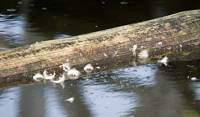 Image showing Feather