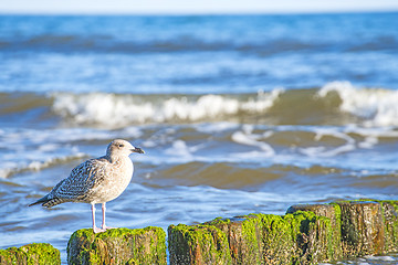 Image showing Groin in the Baltic Sea with gull