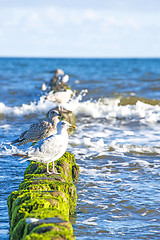 Image showing Groin in the Baltic Sea with gulls