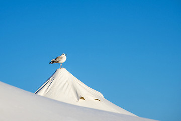 Image showing Gull on a tent
