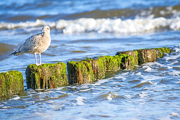 Image showing Groin in the Baltic Sea with gull