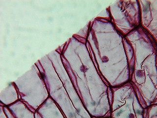 Image showing Onion epidermus micrograph