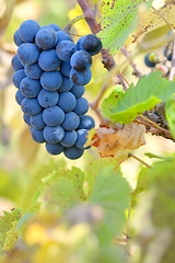 Image showing Red grapes on a vine