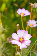 Image showing Cosmos bipinnatus flower 