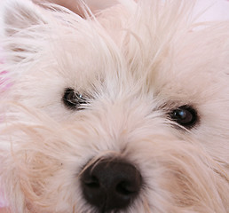 Image showing Westie portrait