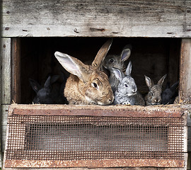 Image showing Mother rabbit with newborn bunnies