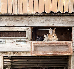 Image showing Mother rabbit with newborn bunnies