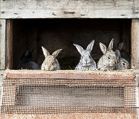 Image showing newborn bunnies in cages