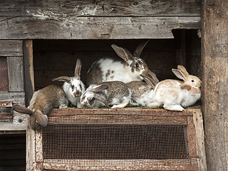 Image showing Mother rabbit with newborn bunnies