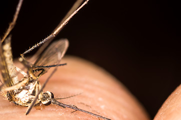 Image showing Mosquito