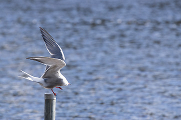 Image showing Tern