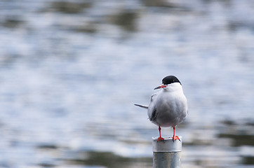 Image showing Tern
