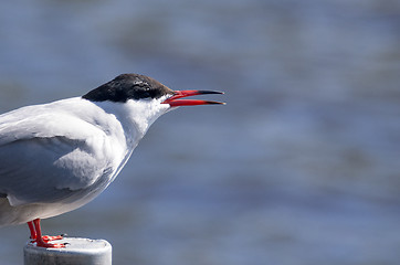 Image showing Tern