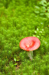 Image showing Mushroom