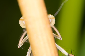 Image showing Hiding