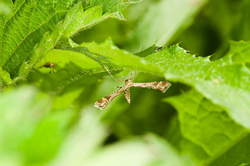 Image showing Butterfly