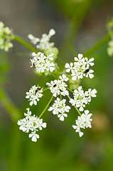 Image showing Flowers