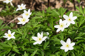 Image showing Flowers